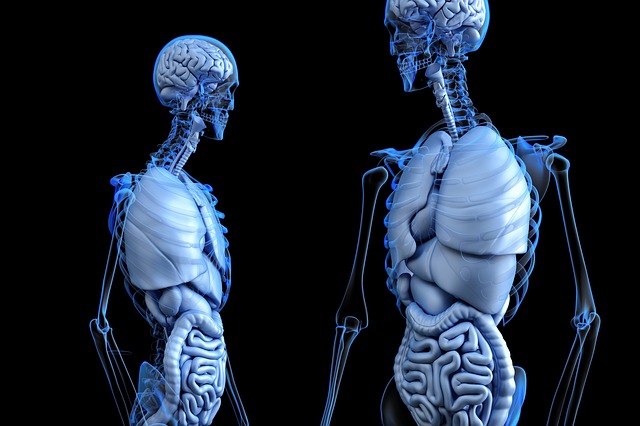 corpo umano corpo umano
