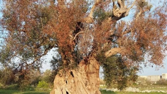 xylella