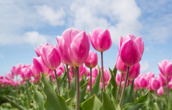 primavera-2019-quando-inizia-e1551874901574