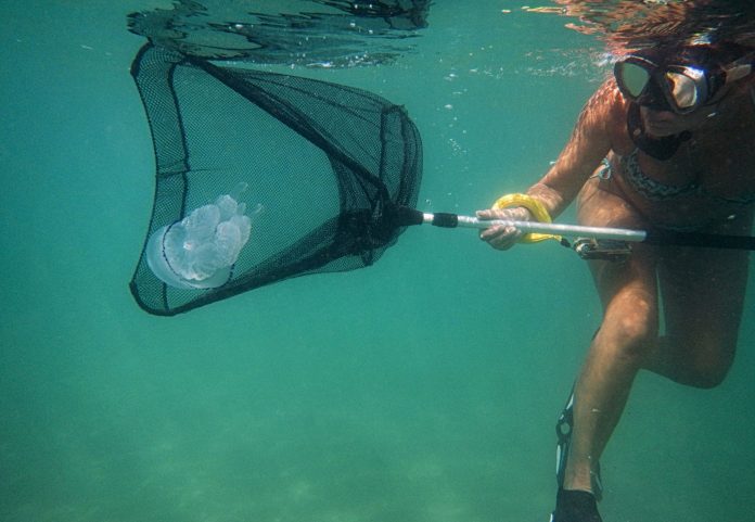 UniSalento_meduse02