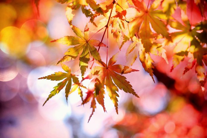 maple-2135514_1920