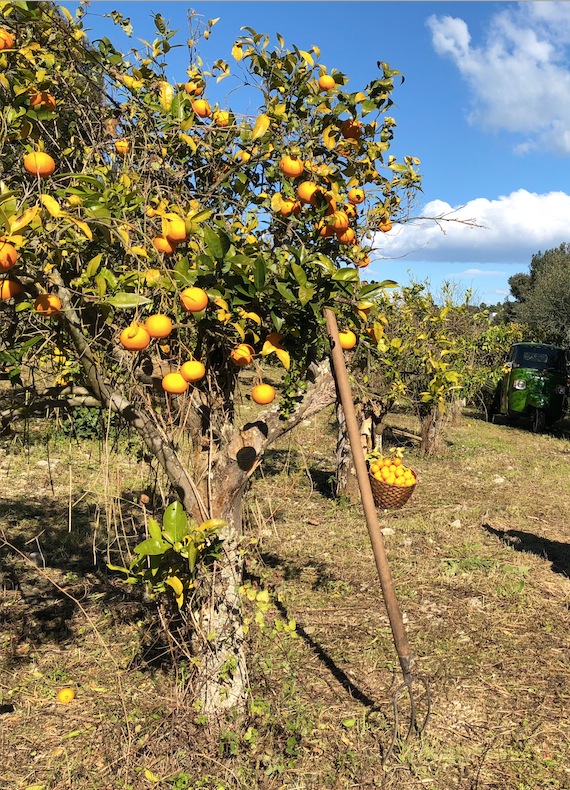 Agrumeto sul Gargano