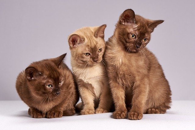 cute-3273789_640 gatti