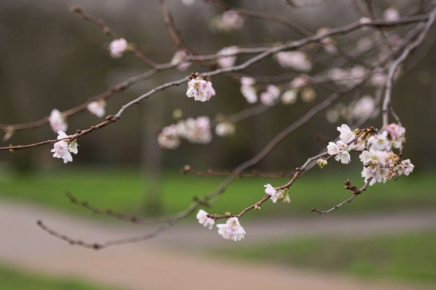 europa-senza-inverno-alberi-in-fiore-come-in-primavera-41619_1_1