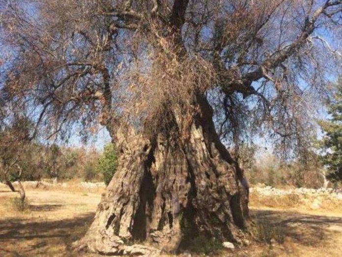 xylella