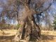 5 milioni e 600 mila euro al Comune di Melendugno per l’emergenza Xylella