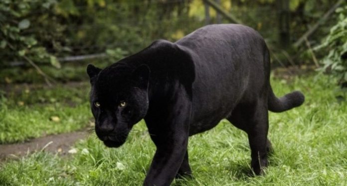 Pantera-nera-ojjw3qcpz1zgkhow16lkhid5fvmeajphg9x7mk81h8