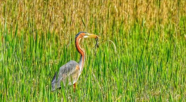 Airone-Rosso