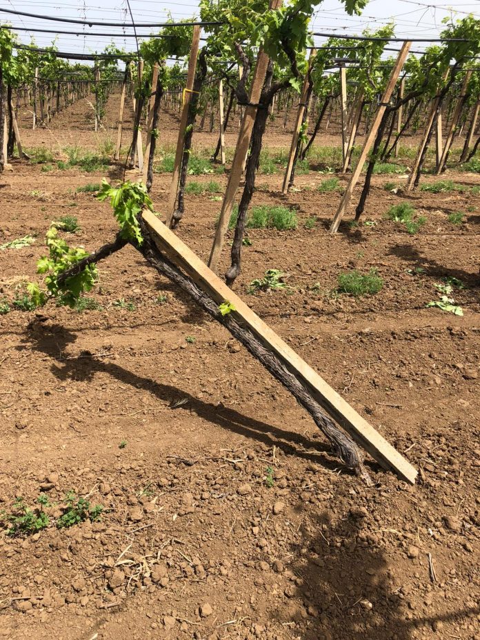 danni vigneti provincia di Foggia