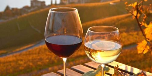 vino