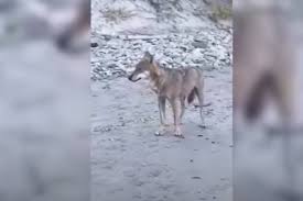 lupo