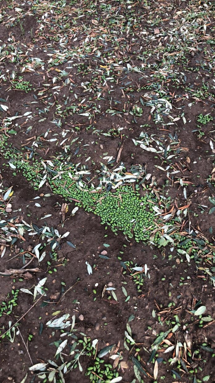 olive a terra