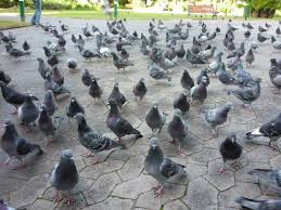 piccioni