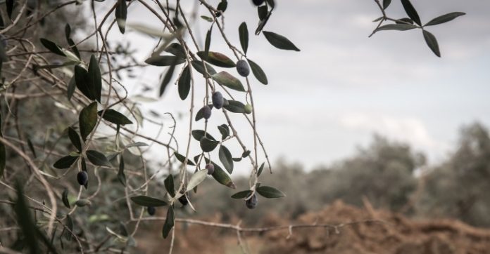 xylella-puglia